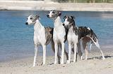 WHIPPET 242